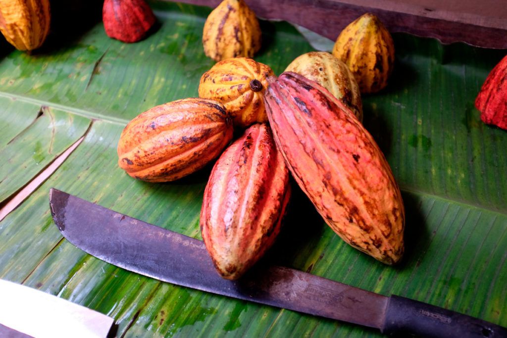 Fruto del cacao.
