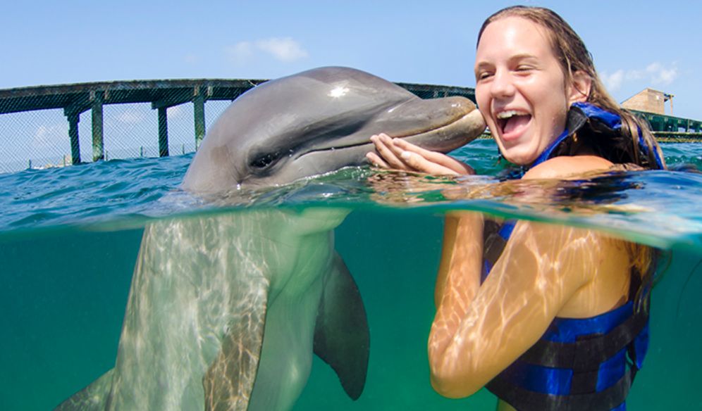 Dolphin Explorer ofrece actividades con delfines, leones marinos y otros animales.