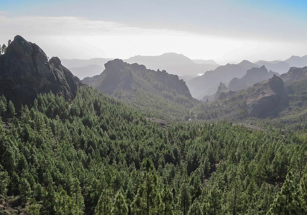 Bosque en Gran Canaria.