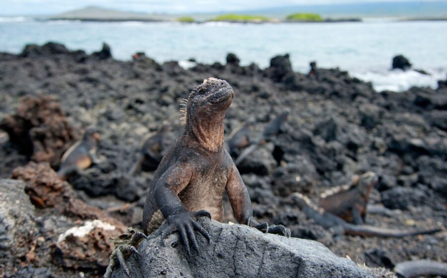 iguana marina islas galapagos aventura