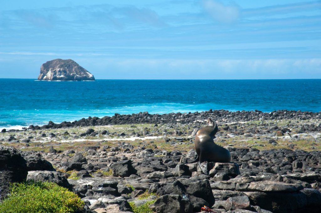 Lobo marino en Islas Galápagos.