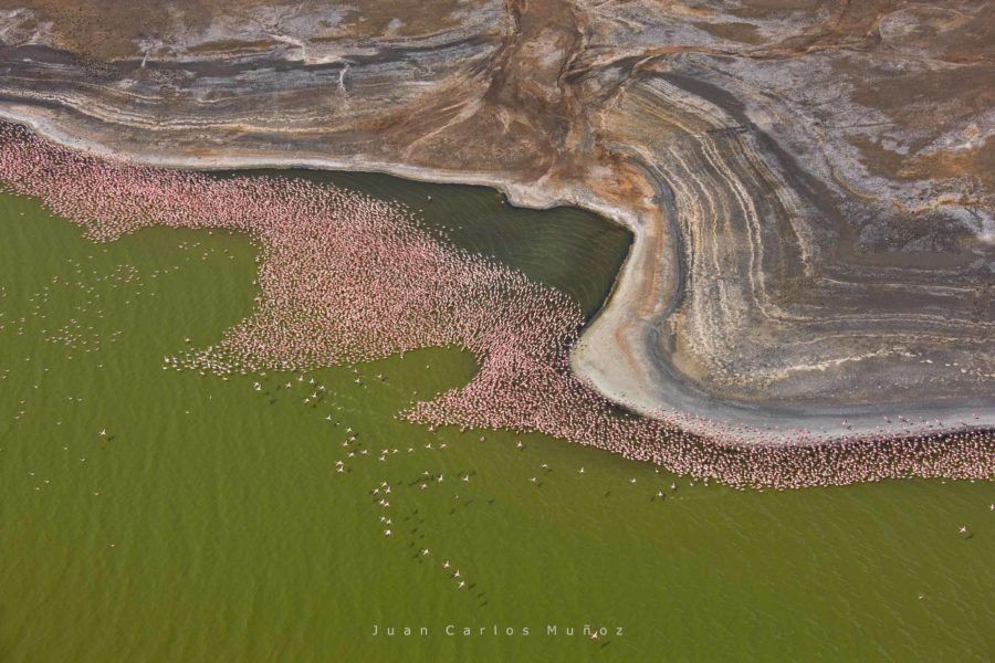 flamencos lago bogoria que ver en kenia