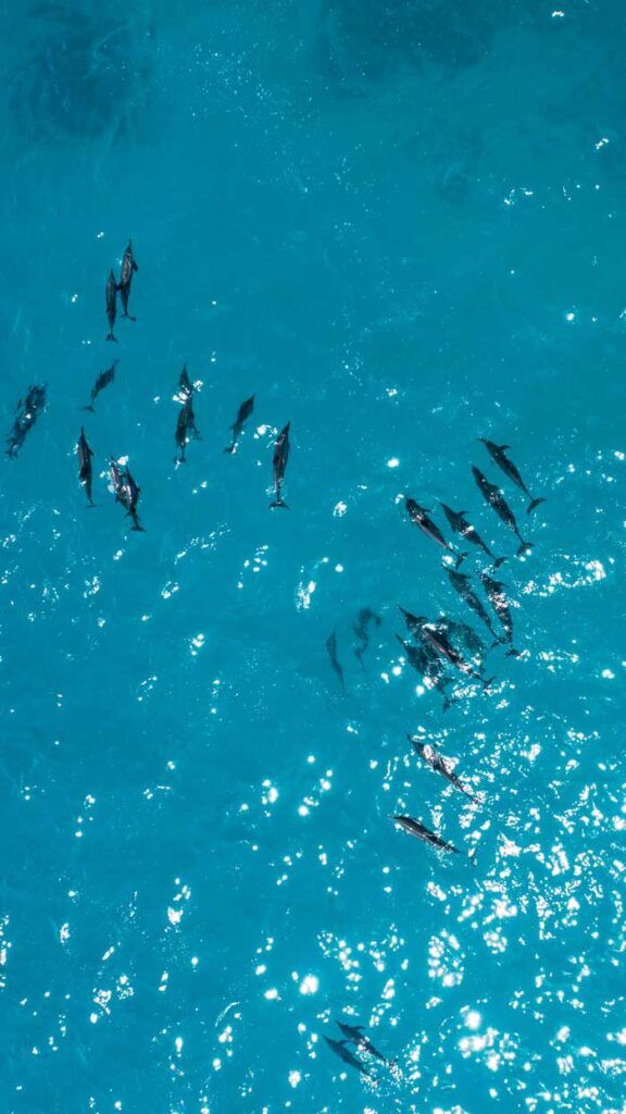 cetaceos en Maldivas