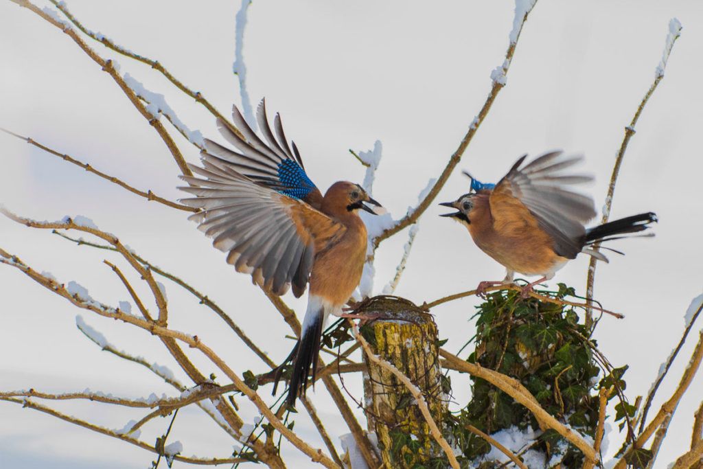 aves en el parque nacional de los lagos de plitvice