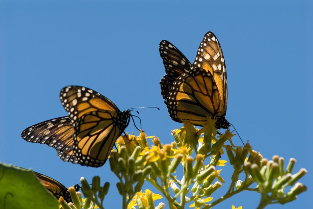 Mariposas monarca, viaje a michoacan, mariposas en mejico
