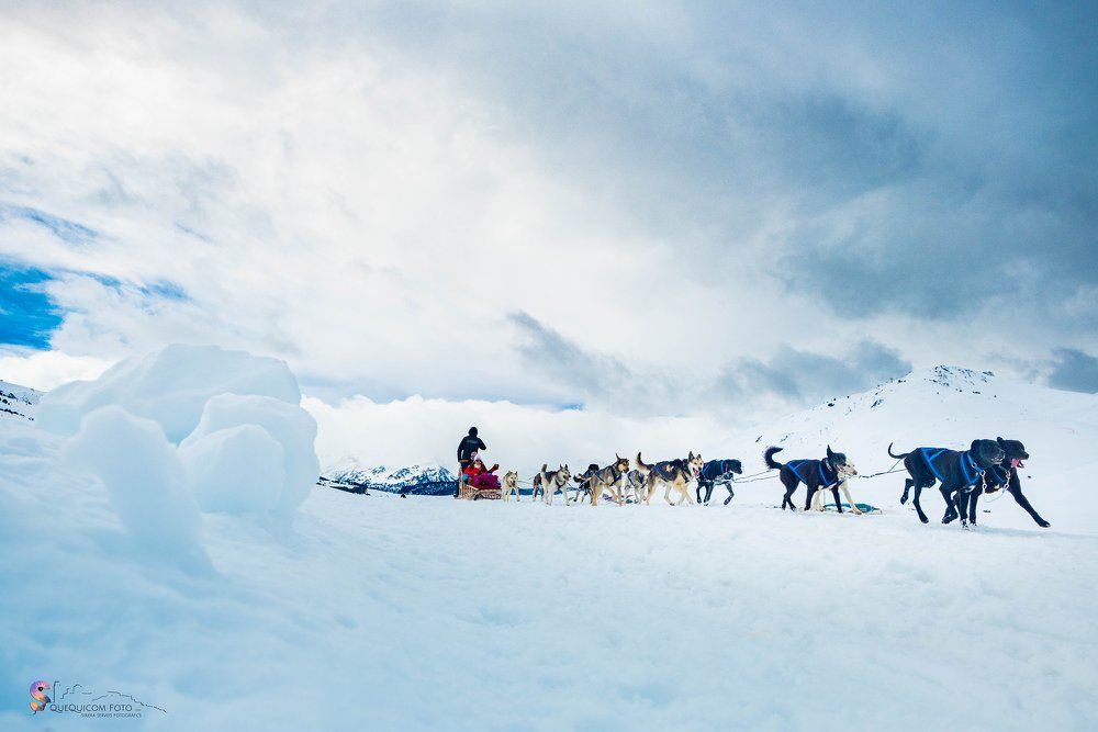 trineo de perros, nieve sin esquiar, que hacer en la nieva si no esquias
