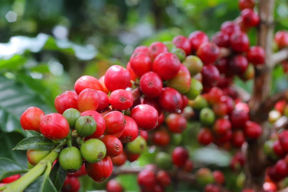 granos de café en Colombia