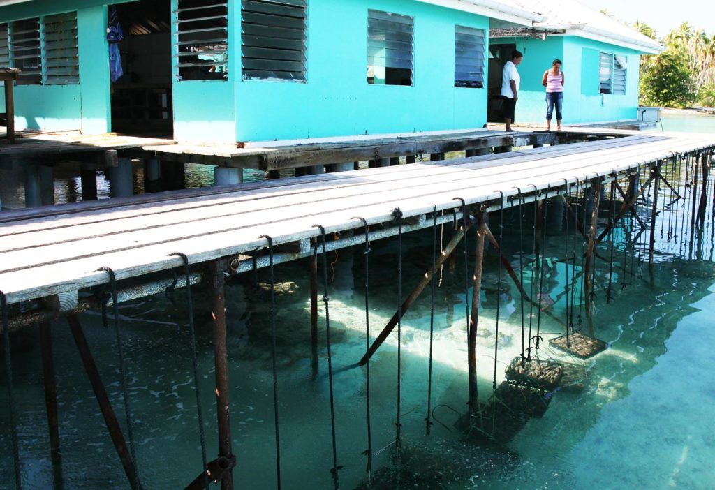 Granjas donde se sumergen las ostras para que críen las perlas en Polinesia