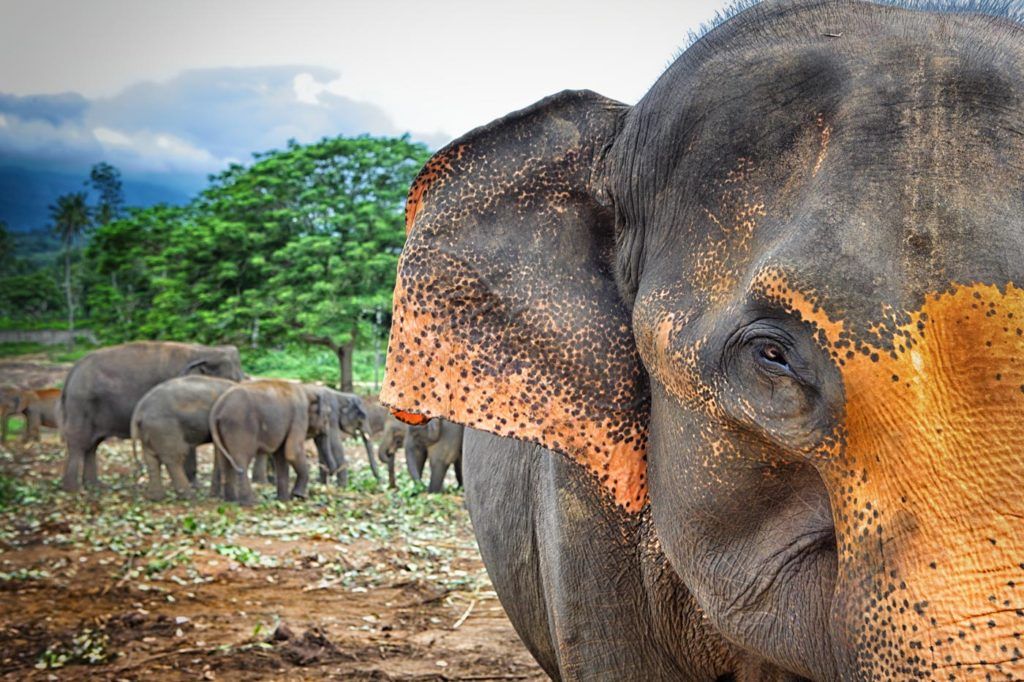 Viaje de mujeres, elefantes en Sri Lanza