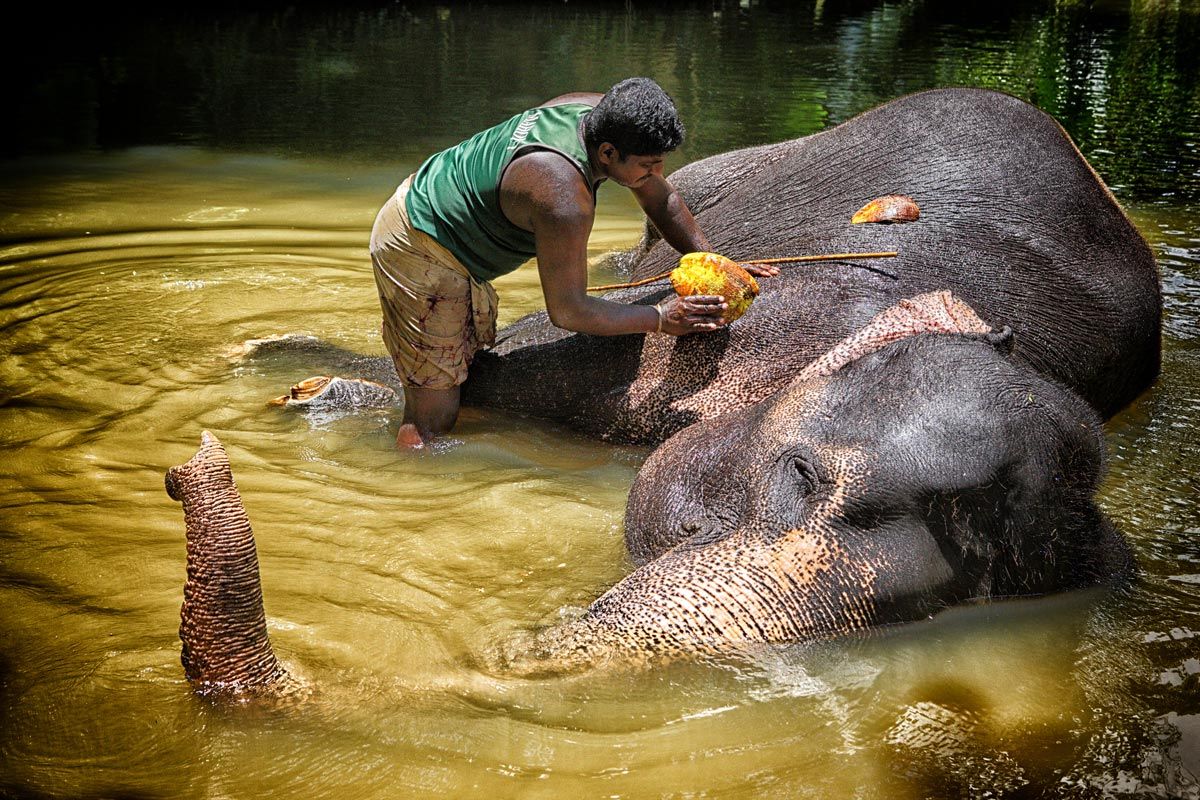 Viaje de mujeres, elefantes en Sri Lanza