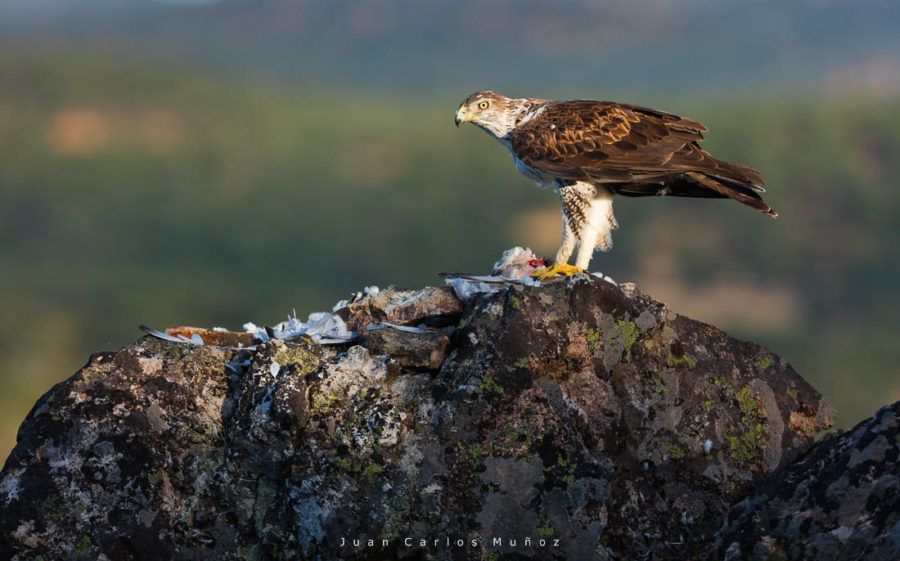 Aguila Azor Perdicera o Aguila Perdicera, viaje malaga, naturaleza malaga