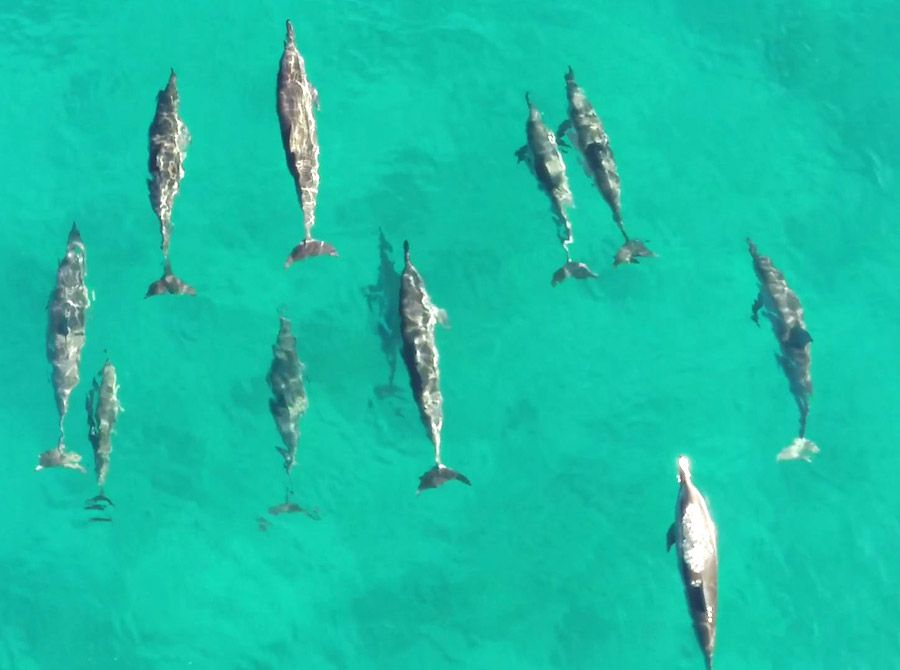 nadar con delfines, isla mauricio, que hacer isla mauricio