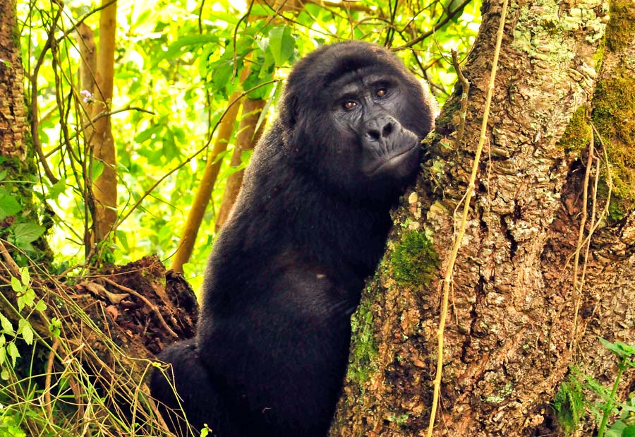 gorilas uganda, bwindi