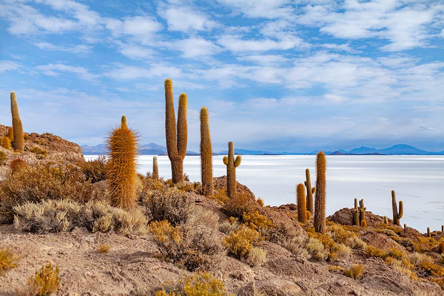 cactus salar uyuni, viaje bolivia
