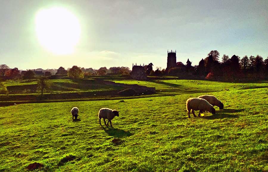 ovejas pastando en los prados de los Cotswolds