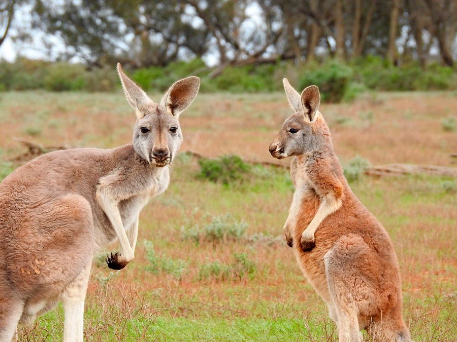 viajes a Australia, viajes de aventura, animales del mundo, animales australianos