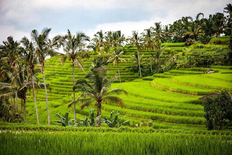 arrozales en Bali