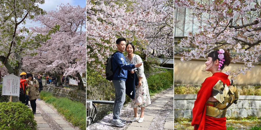 viajes a Japón, viaje a Kioto, cerezos en flor