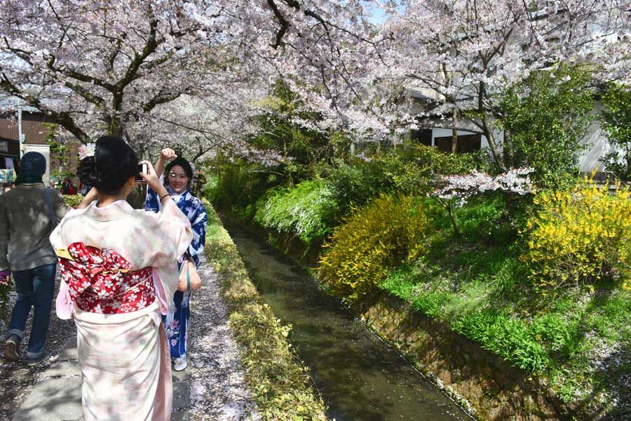 viajes a Japón, viaje a Kioto, cerezos en flor