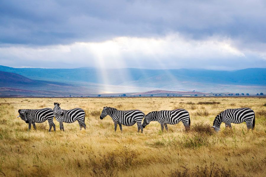 Cebras en el cráter de Ngorongoro (Tanzania).