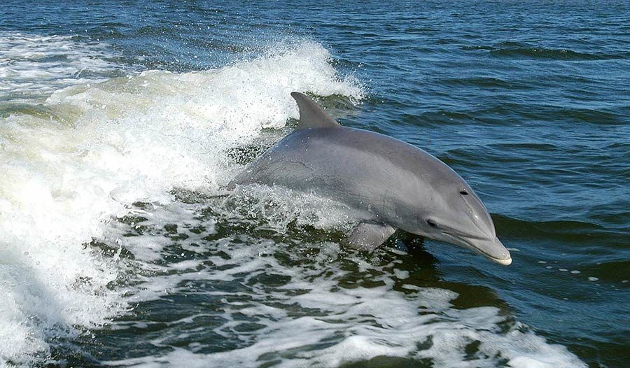 delfines estrecho gibraltar, viaje con ninos cadiz