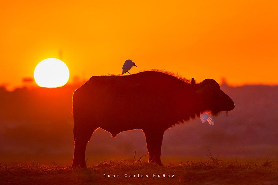 bufalo, delta okavango