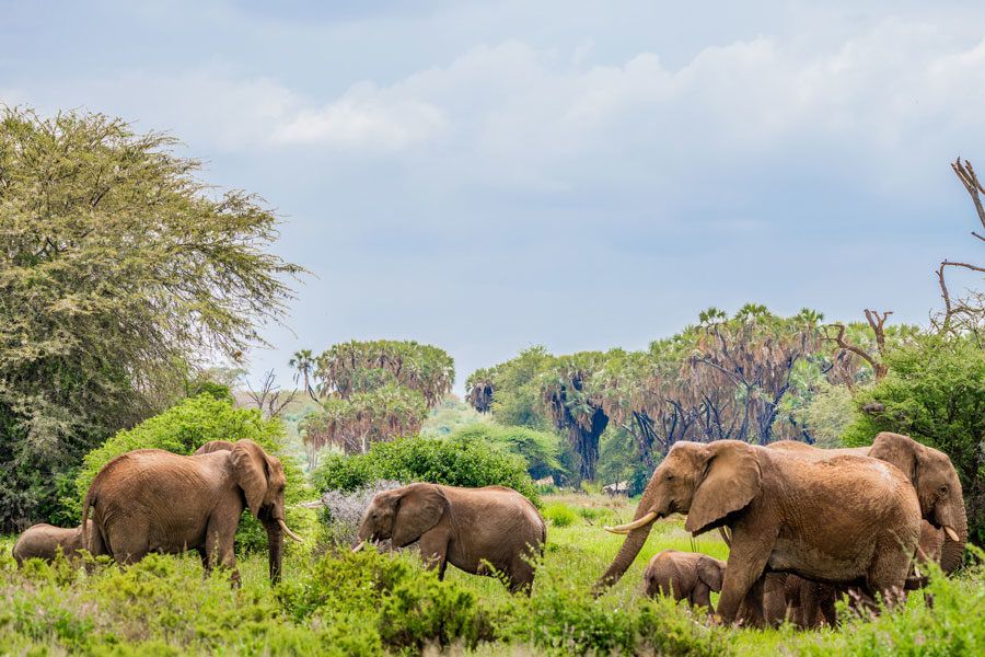 Parque Nacional Samburu en Kenia. 