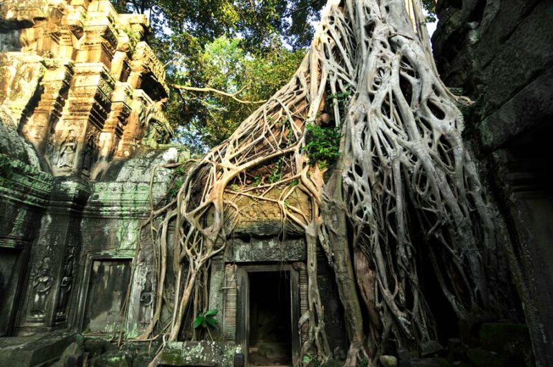 raíces en el Templo de las Mujeres en Angkor