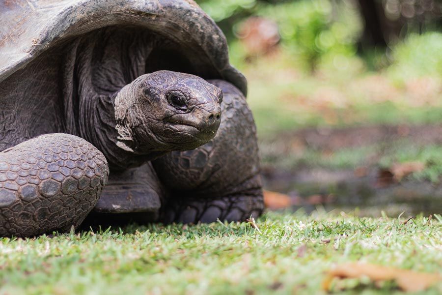 tortuga gigante de seychelles