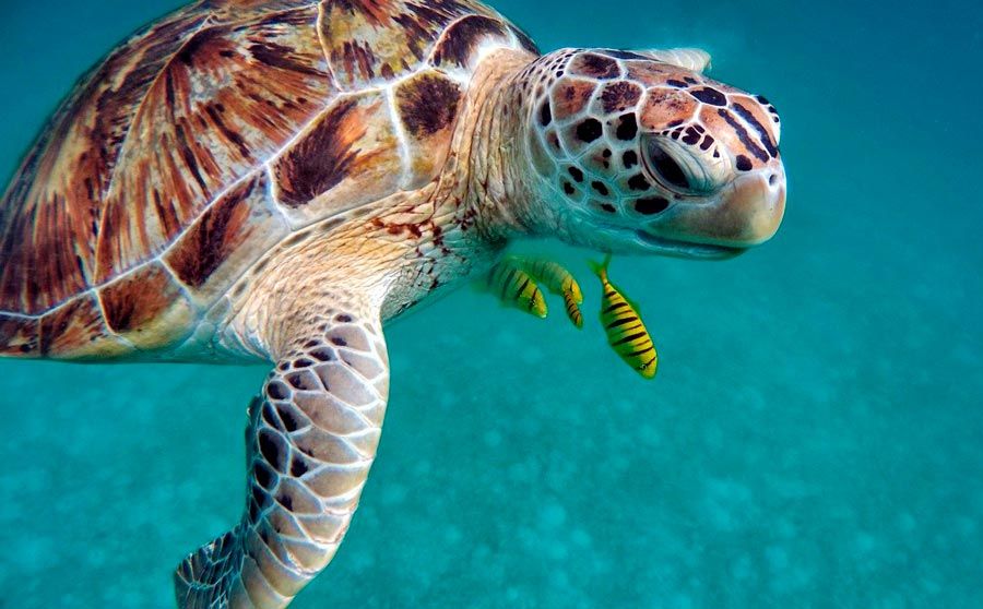 nadar con tortugas marinas en seychelles