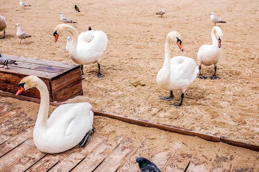 Los cisnes pasean por la playa de Sopot.