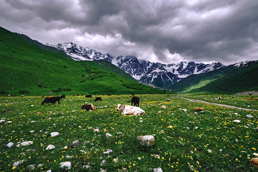 vacas en trekking a Ushguli