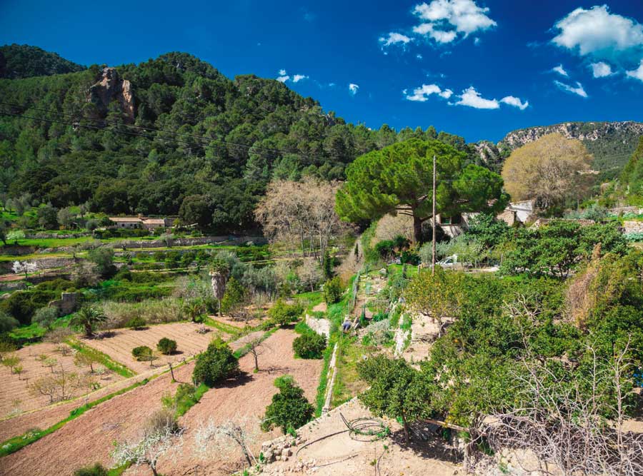 paisaje rural del interior de Mallorca
