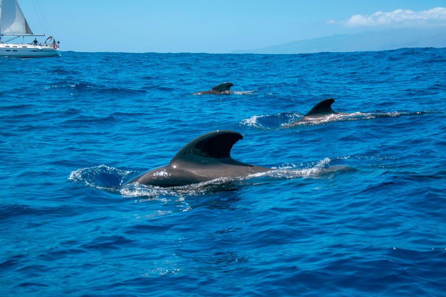 Avistamiento de cetáceos en Tenerife.