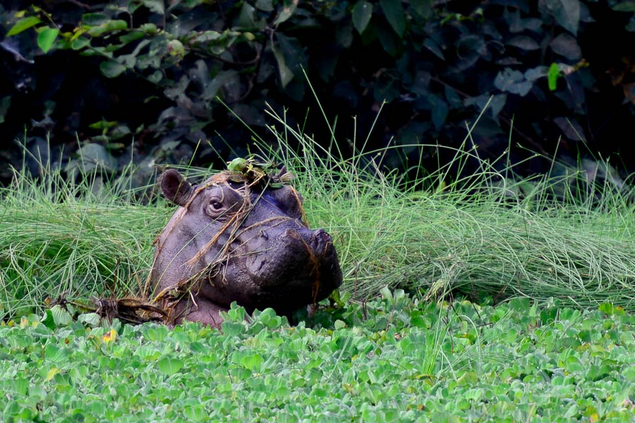 hipopotamo parque nacional orango