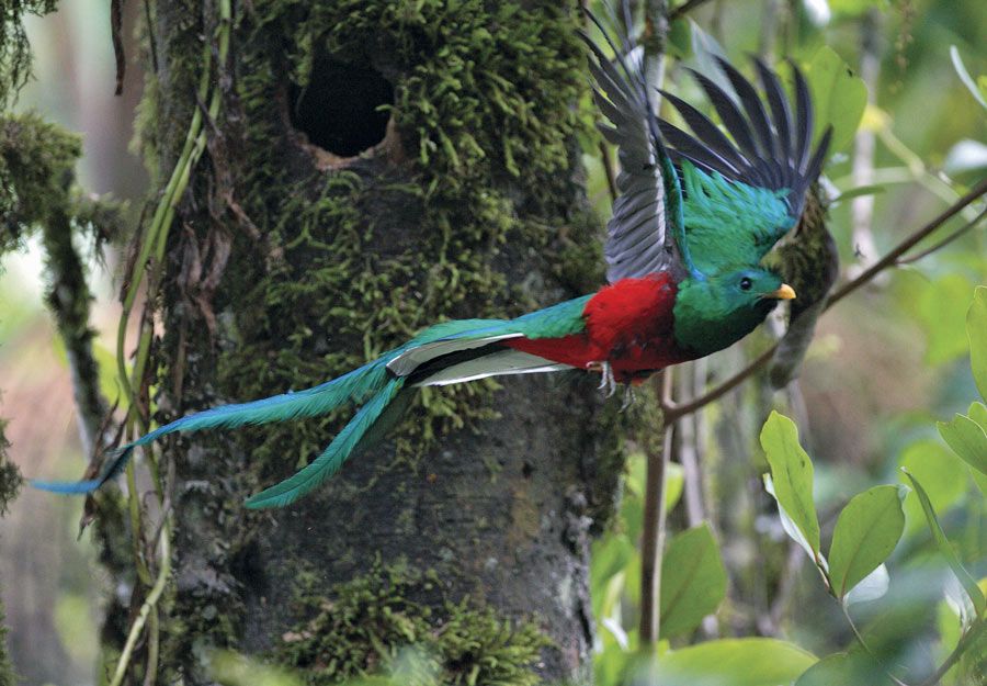 quetzal en costa rica