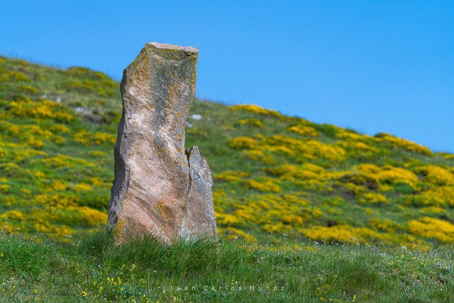 Menhir en un campo de flores en el valle de Valdeolea
