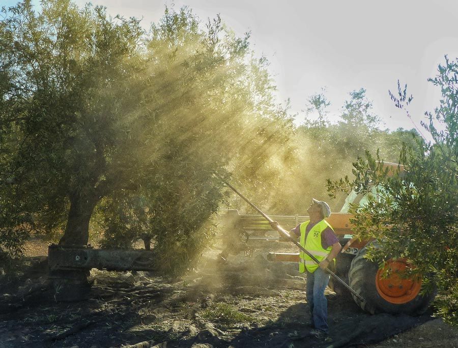 agricultores recogen la aceituna en el cortijo Suerte Alta de Baena