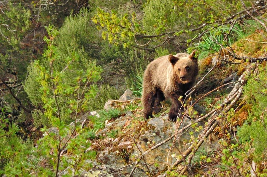 Ver osos pardos en Asturias entre la maleza no es una actividad fácil.