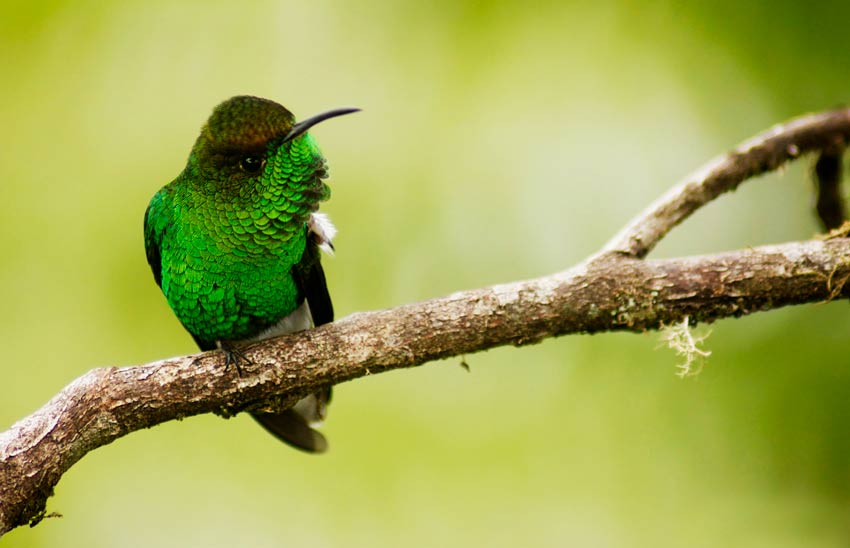 La esmeralda capirotada​ es un ave endémica de Costa Rica.
