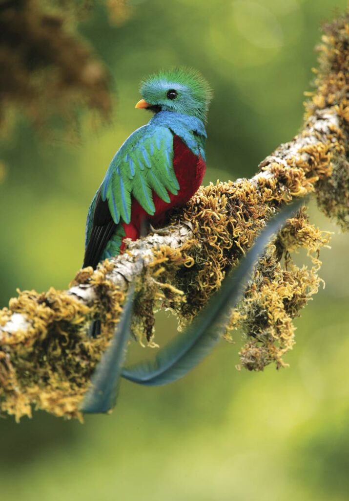 El quetzal una de las vidas exóticas que se pueden ver en Costa Rica.
