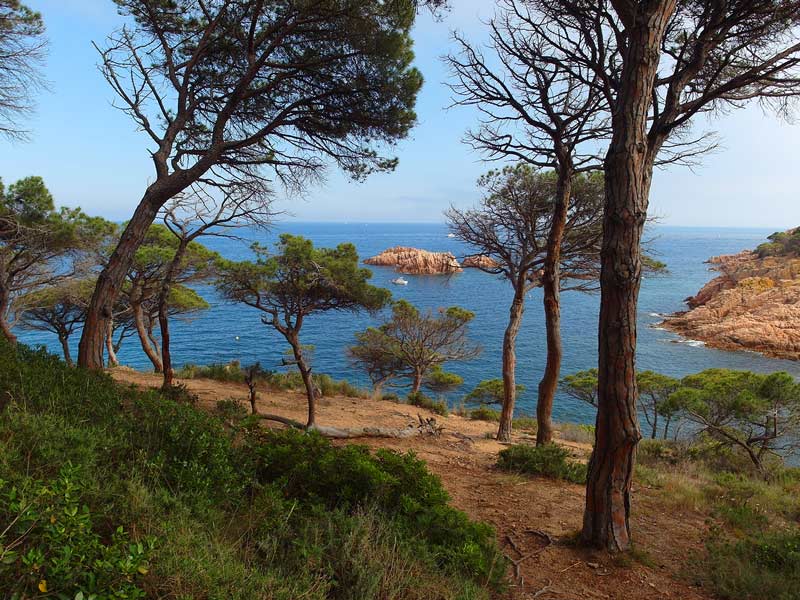 pinos junto al mar en la Costa Brava de Girona