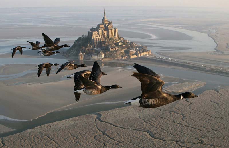 Aves sobrevolando el Mont Saint-Michel.