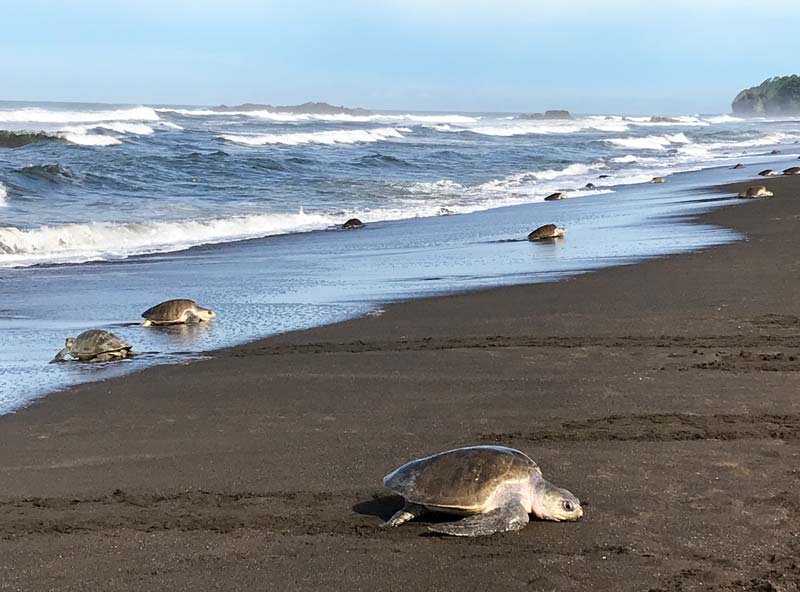 Tortugas en la playa del Ostional en Costa Rica