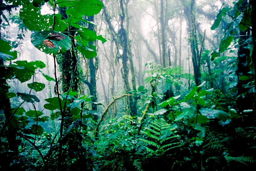 Bosque tropical lluvioso de Costa Rica.