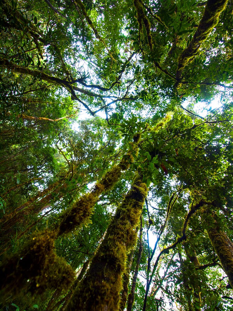 La naturaleza de Costa Rica se muestra espléndida en todos sus parques naturales.