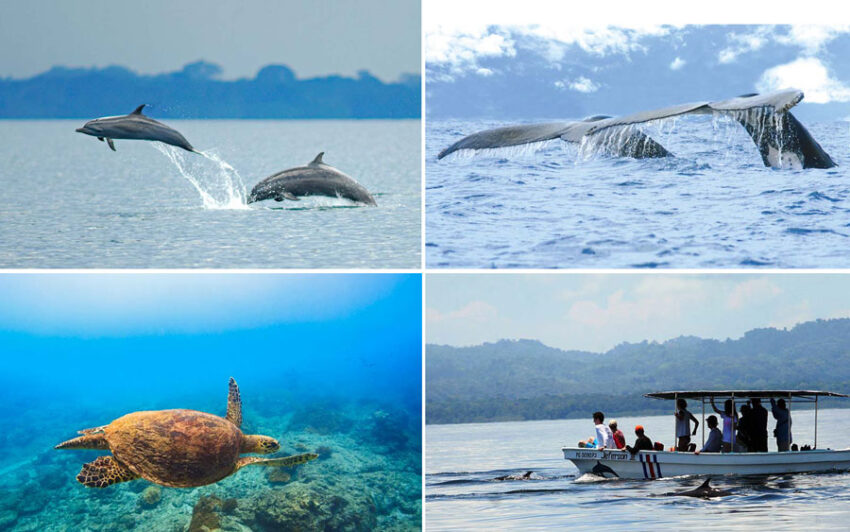 Avistamiento de cetáceos y tortuga marina en el entorno de la Península de Osa.