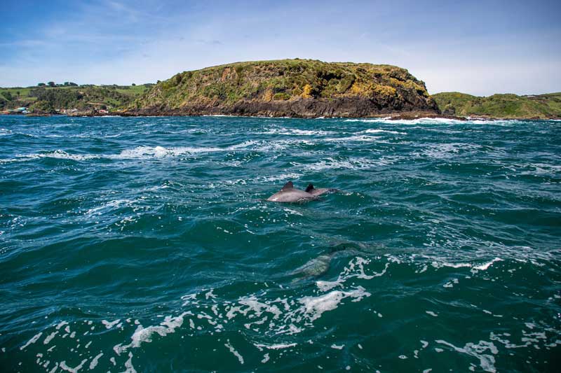delfines en Chiloé. 