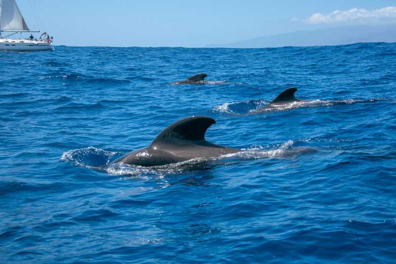 Delfines frente a Tenerife