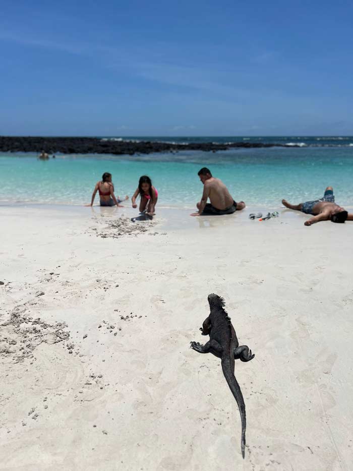 iguana en la playa en las Galápagos